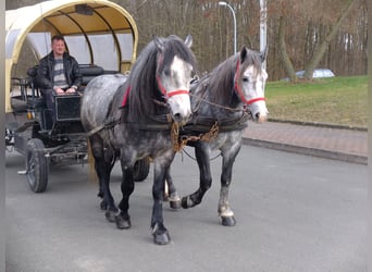 Lipizzan Croisé, Hongre, 6 Ans, 160 cm, Gris pommelé