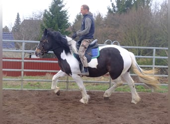 Lipizzan Croisé, Hongre, 6 Ans, 160 cm, Gris pommelé