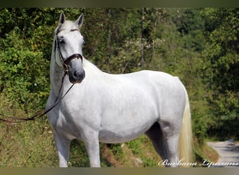 Lipizzan, Hongre, 6 Ans, 162 cm, Gris