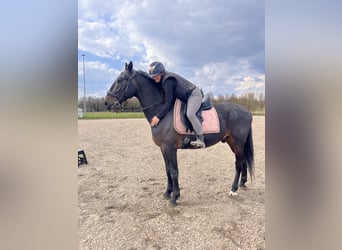 Lipizzan, Hongre, 6 Ans, 163 cm, Bai brun