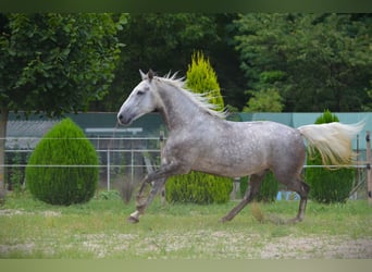 Lipizzan, Hongre, 6 Ans, 163 cm, Gris