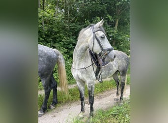 Lipizzan, Hongre, 7 Ans, 155 cm, Gris