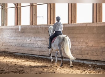 Lipizzan, Hongre, 7 Ans, 156 cm, Gris