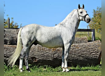 Lipizzan, Hongre, 7 Ans, 156 cm, Gris