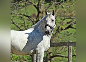 Lipizzan, Hongre, 7 Ans, 156 cm, Gris