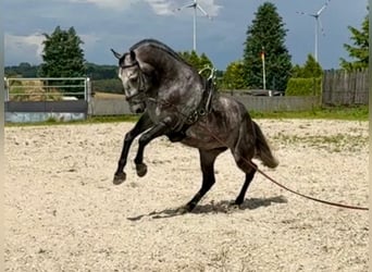 Lipizzan, Hongre, 7 Ans, 159 cm, Gris pommelé