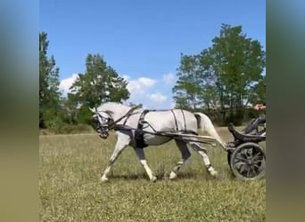 Lipizzan, Hongre, 7 Ans, 161 cm, Blanc