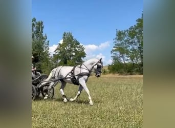Lipizzan, Hongre, 7 Ans, 161 cm, Blanc