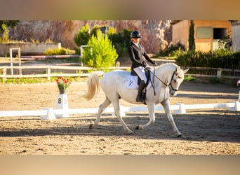 Lipizzan, Hongre, 7 Ans, 161 cm, Gris