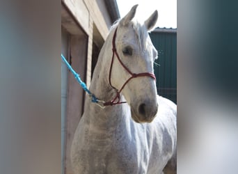 Lipizzan, Hongre, 7 Ans, 163 cm, Gris