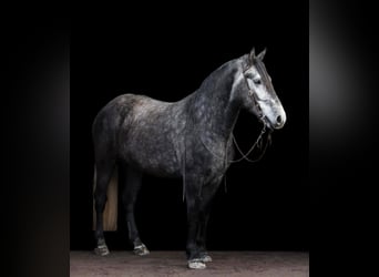 Lipizzan, Hongre, 7 Ans, 163 cm, Gris pommelé