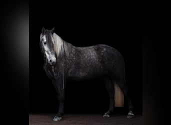 Lipizzan, Hongre, 7 Ans, 163 cm, Gris pommelé