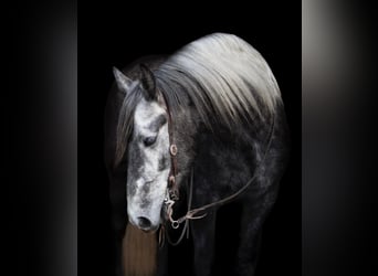 Lipizzan, Hongre, 7 Ans, 163 cm, Gris pommelé