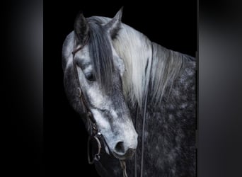 Lipizzan, Hongre, 7 Ans, 163 cm, Gris pommelé