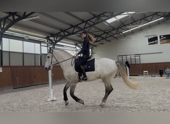 Lipizzan, Hongre, 7 Ans, 170 cm, Gris
