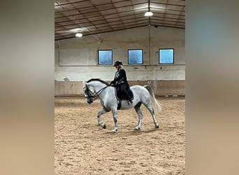 Lipizzan, Hongre, 8 Ans, 155 cm, Gris moucheté