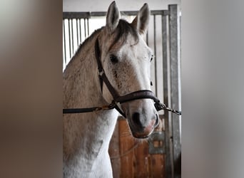 Lipizzan, Hongre, 8 Ans, 155 cm, Gris moucheté