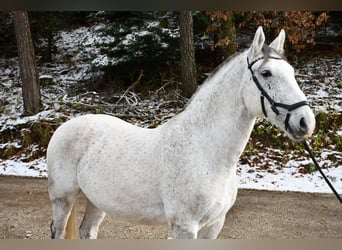 Lipizzan, Hongre, 8 Ans, 155 cm, Gris moucheté