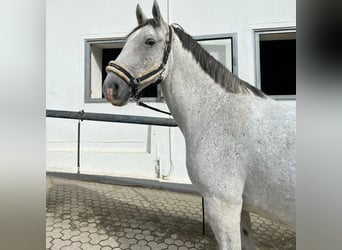 Lipizzan, Hongre, 8 Ans, 155 cm, Gris moucheté