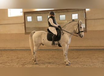 Lipizzan, Hongre, 8 Ans, 155 cm, Gris moucheté