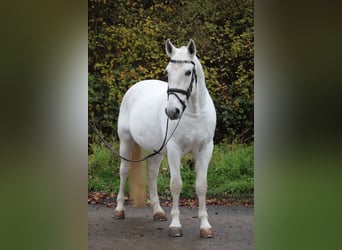 Lipizzan, Hongre, 8 Ans, 156 cm, Gris