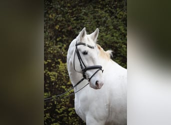 Lipizzan, Hongre, 8 Ans, 158 cm, Gris