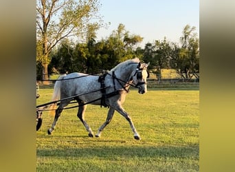 Lipizzan, Hongre, 8 Ans, 159 cm, Gris