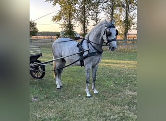 Lipizzan, Hongre, 8 Ans, 159 cm, Gris