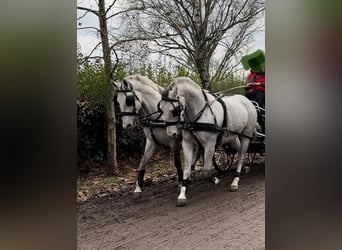 Lipizzan, Hongre, 8 Ans, 160 cm, Gris