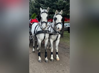 Lipizzan, Hongre, 8 Ans, 160 cm, Gris