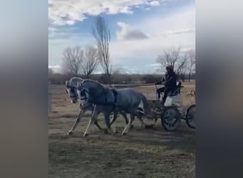 Lipizzan, Hongre, 8 Ans, 160 cm, Gris