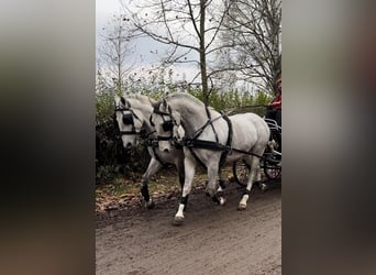 Lipizzan, Hongre, 8 Ans, 160 cm, Gris