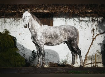 Lipizzan, Hongre, 8 Ans, 160 cm, Gris