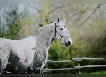 Lipizzan, Hongre, 8 Ans, 160 cm, Gris