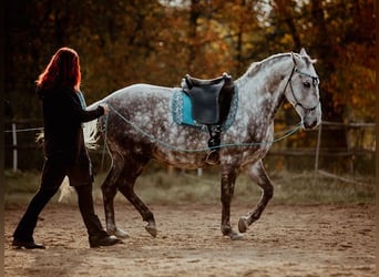 Lipizzan, Hongre, 8 Ans, 160 cm, Gris
