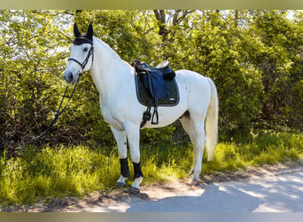 Lipizzan, Hongre, 8 Ans, 164 cm, Gris