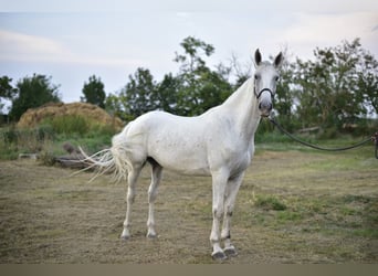 Lipizzan Croisé, Hongre, 8 Ans, 167 cm, Gris moucheté