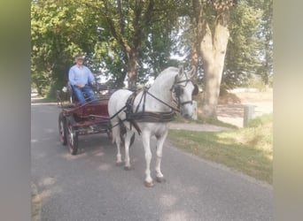 Lipizzan, Hongre, 9 Ans, 147 cm, Gris