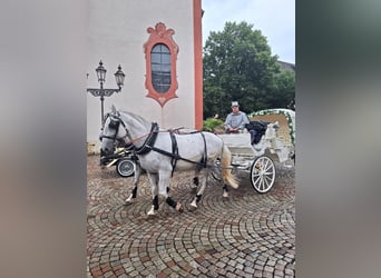 Lipizzan, Hongre, 9 Ans, 161 cm, Gris