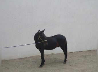 Lipizzan, Hongre, 9 Ans, 163 cm, Noir