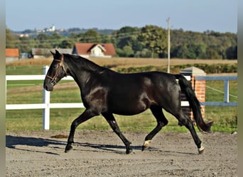 Lipizzan, Jument, 10 Ans, 153 cm, Noir