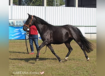 Lipizzan, Jument, 10 Ans, 153 cm, Noir