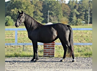 Lipizzan, Jument, 10 Ans, 153 cm, Noir