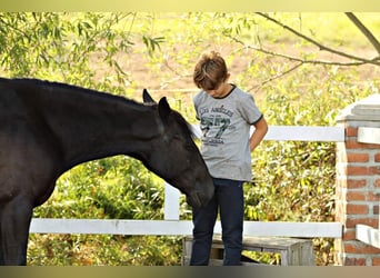 Lipizzan, Jument, 10 Ans, 153 cm, Noir