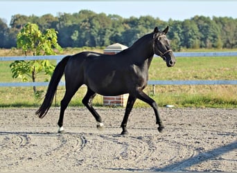 Lipizzan, Jument, 10 Ans, 153 cm, Noir