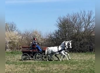 Lipizzan Croisé, Jument, 10 Ans, 160 cm, Blanc