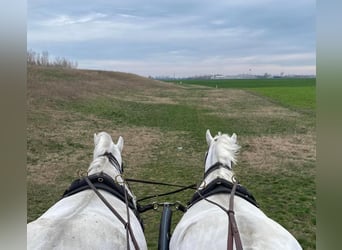 Lipizzan Croisé, Jument, 10 Ans, 160 cm, Blanc