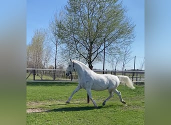 Lipizzan Croisé, Jument, 10 Ans, 160 cm, Blanc