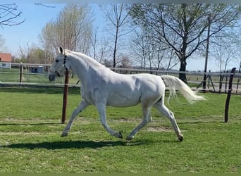 Lipizzan Croisé, Jument, 10 Ans, 160 cm, Blanc