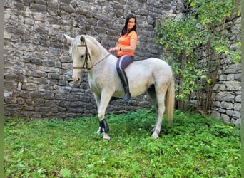 Lipizzan Croisé, Jument, 11 Ans, 154 cm, Gris